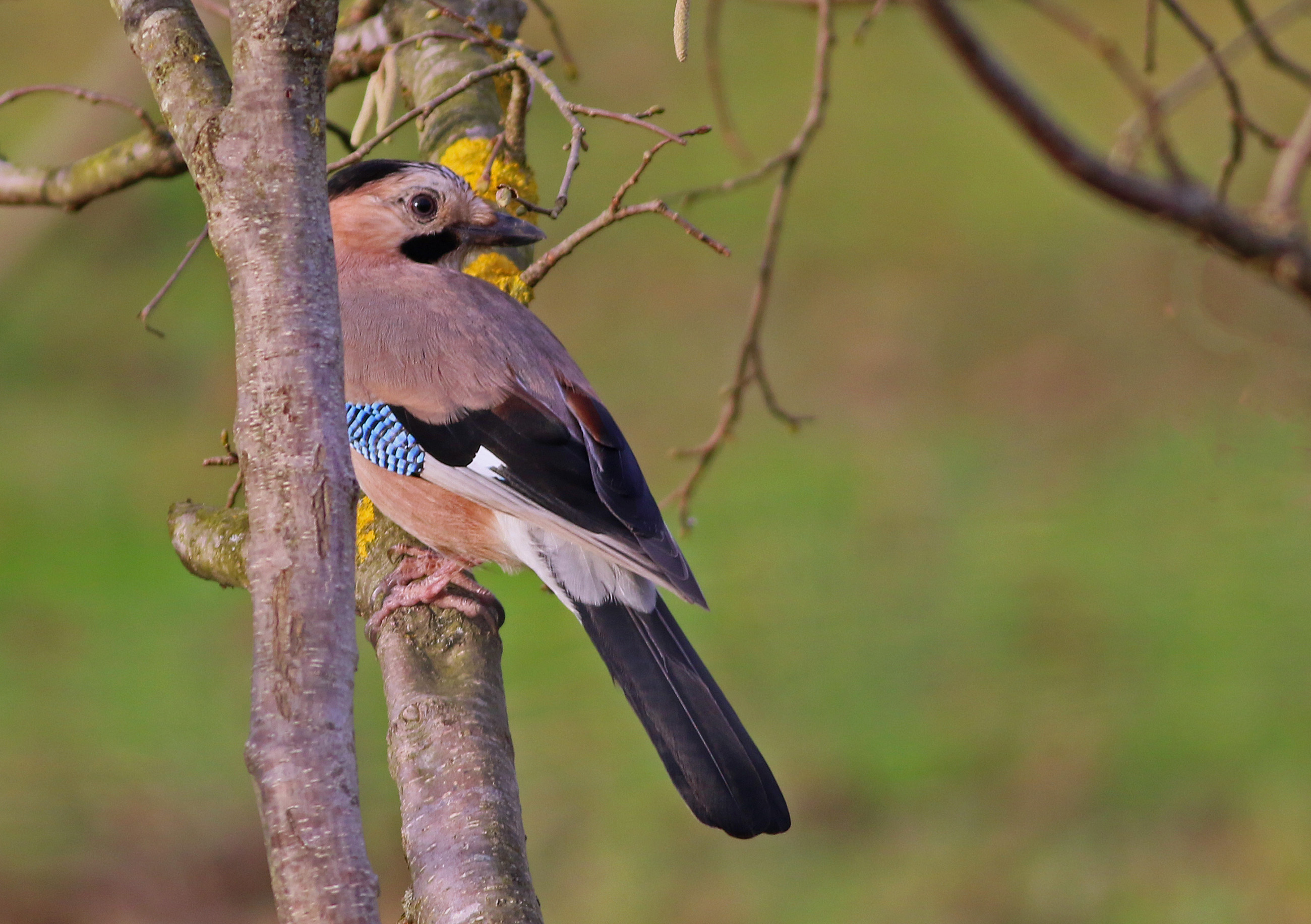 Eurasian Jay